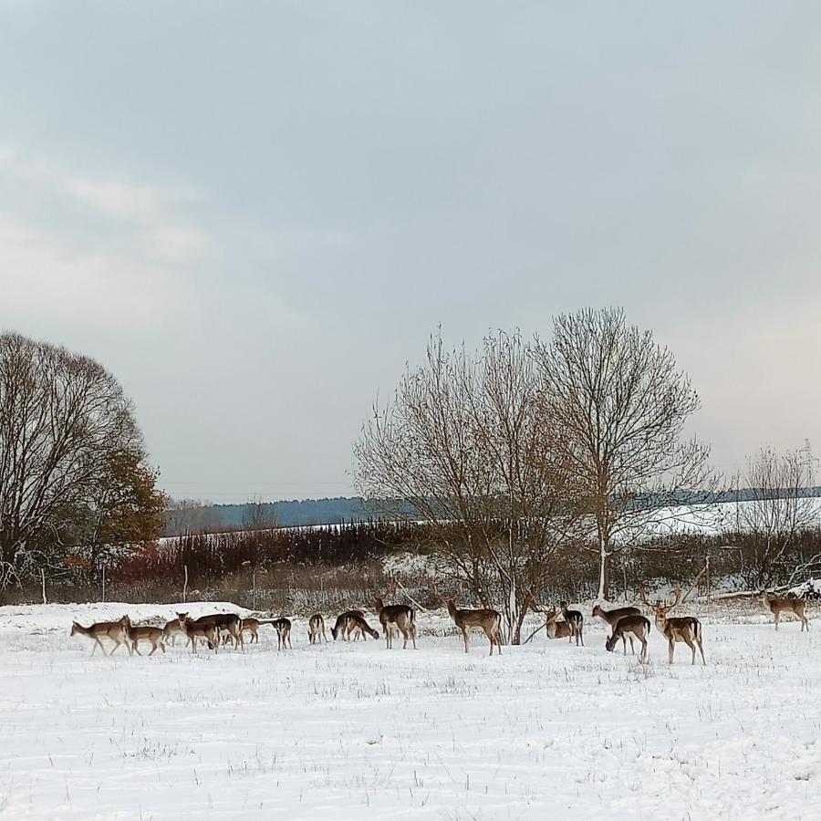 Smocze Ranczo 2 Villa Ośno Lubuskie Exteriör bild